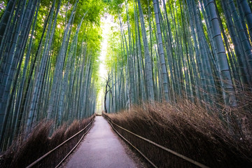 Beautiful landscape of bamboo grove in the forest at Arashiyama kyoto