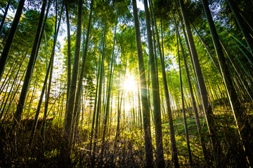 Fototapeta na wymiar Beautiful landscape of bamboo grove in the forest at Arashiyama kyoto