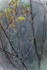 蜘蛛の巣　糸