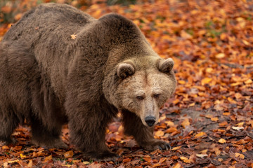 Fototapeta premium Brown Bear closeup