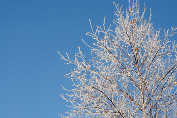 Tree in white hoarfrost on blue sky background. Snow-covered branches