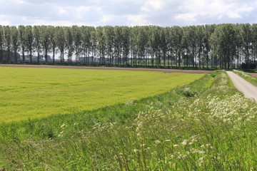 green farmland in the countryside in springtime with a row of trees in the background