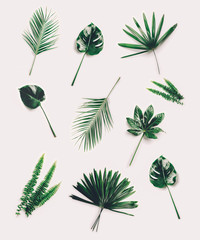 Set of different tropical leaves on white background.