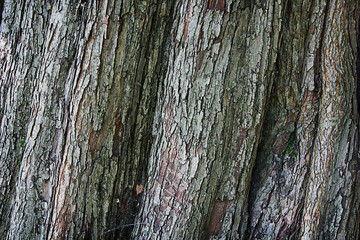 texture rough bark of a tree hawthorn close-up