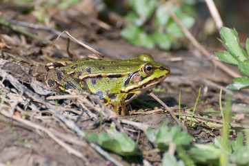 Teichfrosch