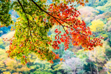 Beautiful Arashiyama river with maple leaf tree and boat around lake