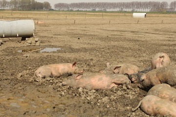 pink pigs lying in a muddy field in summer in the countryside