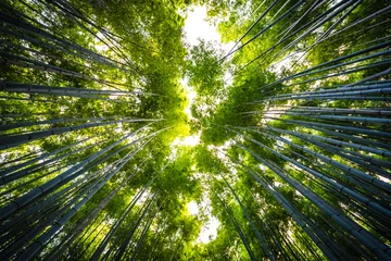 Fotobehang Beautiful landscape of bamboo grove in the forest at Arashiyama kyoto © siraphol
