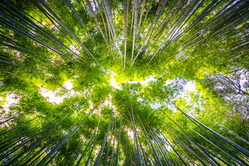Beautiful landscape of bamboo grove in the forest at Arashiyama kyoto