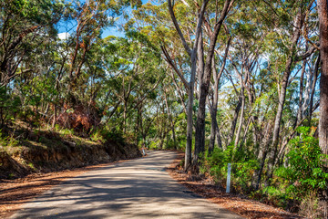 Curving road through Australian bushland