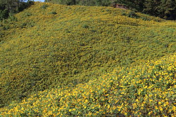 Scenery of Mexican sunflowers field on the hill in sunny day.