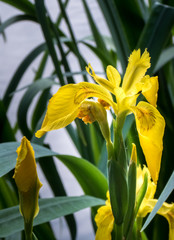 Yellow Water Iris (Iris pseudacorus)