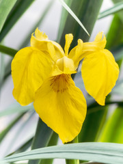 Yellow Water Iris (Iris pseudacorus)