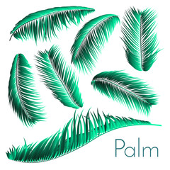 Fototapeta na wymiar Palm Leaf Vector Illustration EPS10. Tropical Leaves. Realistic Coconut Foliage Set. Floral Elements. Collection of Jungle Plants. Summer Palm Leaf for Pattern, Print, Fabric or Your Trendy Design.
