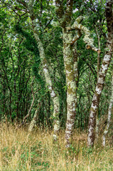 Twisted Silver Birch Trees