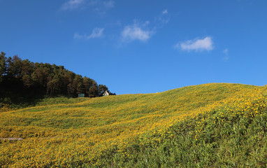 Fototapeta na wymiar Panoramic scenery of Mexican sunflowers field on the hill with blue sky background in sunny day. 