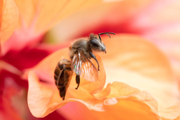 Honey Bee and flower in Nature Background.