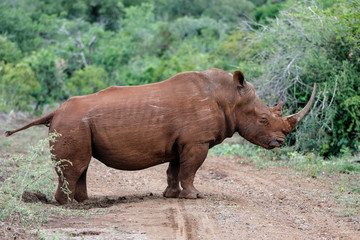 Naklejka premium White rhinoceros in Zimanga Game Reserve in South Africa