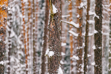 Obraz premium Pine trees in winter forest covered with snow. Magic wood landscape. Wooden abstract background of pine trunks with tree boughs and textured yellow and brown bark. Scenic view in wintertime.