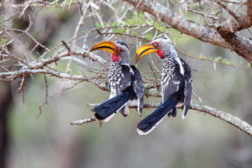 Couple yellow-billed hornbills in love in Mkuze Game Reserve in South Africa