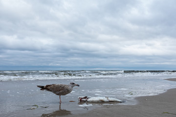 Seagull eating fish on the Baltic Sea beach