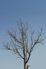 Obraz premium Tree without leaves.