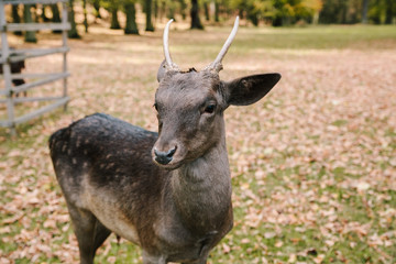 Naklejka na ściany i meble A young deer in the beautiful moody autumn park of Blatna castle. Czech Republic