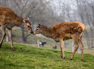 red deer kissing