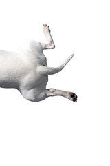 white BullDog or Bullterrier in front of a white Studio Background