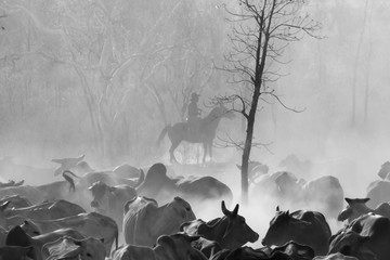 The Ringer - Kimberley Cattle Muster