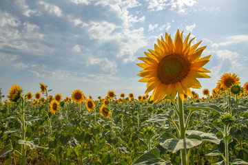 A sunflowerin front of sunflowers field and blue sky on a sunny summer day.
