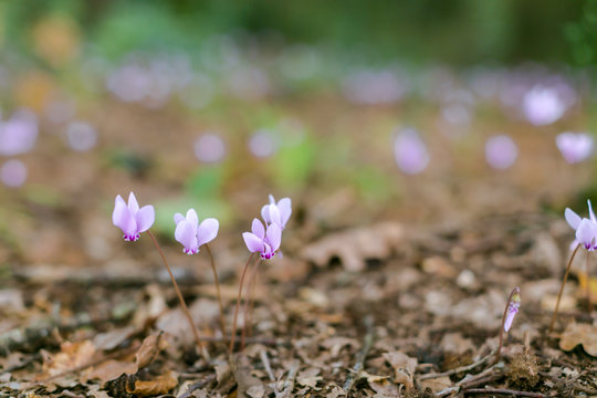Fiori