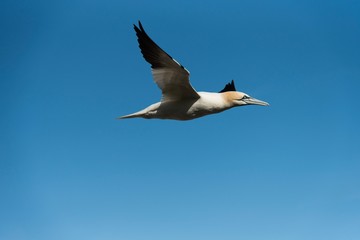 Gannet seagull flying in the blue sky - fou de bassan