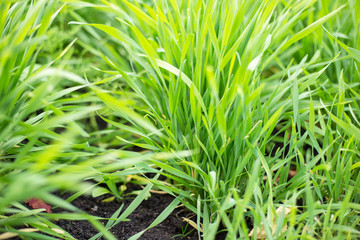 young wheat sprouts growing in the field