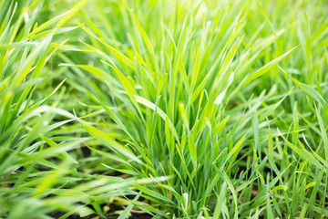 young wheat sprouts growing in the field