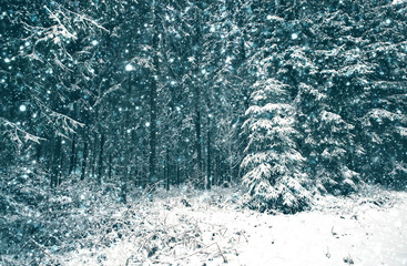 Winter landscape with snow covered fir trees and sunlight.