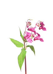 Drüsiges Springkraut (Impatiens glandulifera)