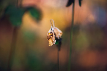 dried wild anemone flower on a blurred colorful background