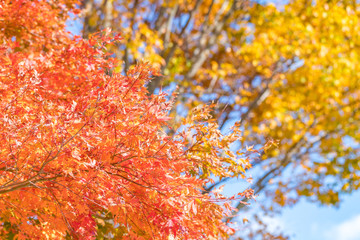 紅葉