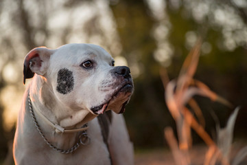 Portrait of old white American bulldog