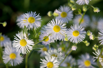 Fototapeta premium Cespica (Erigeron annuus)