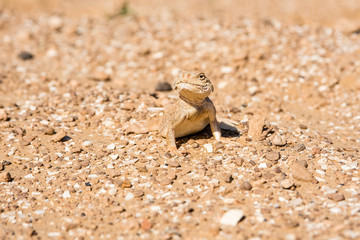 Spotted toad-headed Agama on sand close up
