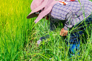 Close up view and copy space. A farmer is bending down to mowing weed grass with knife. In the rice field of Thailand.