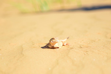 Spotted toad-headed Agama on sand close up