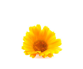 Marigold - Calendula Officinalis Isolated On White