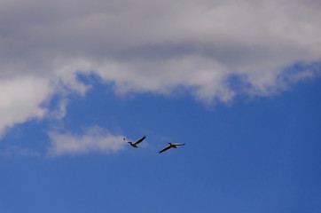 Obraz premium Birds in the sky