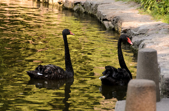 Park, lake and swans
