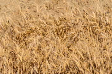 Ears of wheat