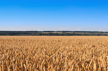 Field of wheat