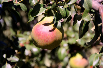 Pear on the tree